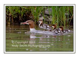 Common Merganser with Young